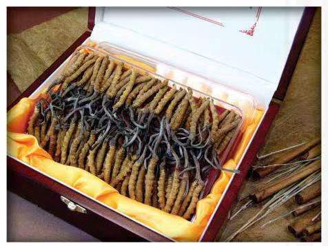 香格里拉冬虫夏草回收